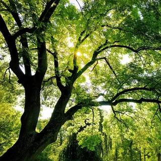 Tree canopy
