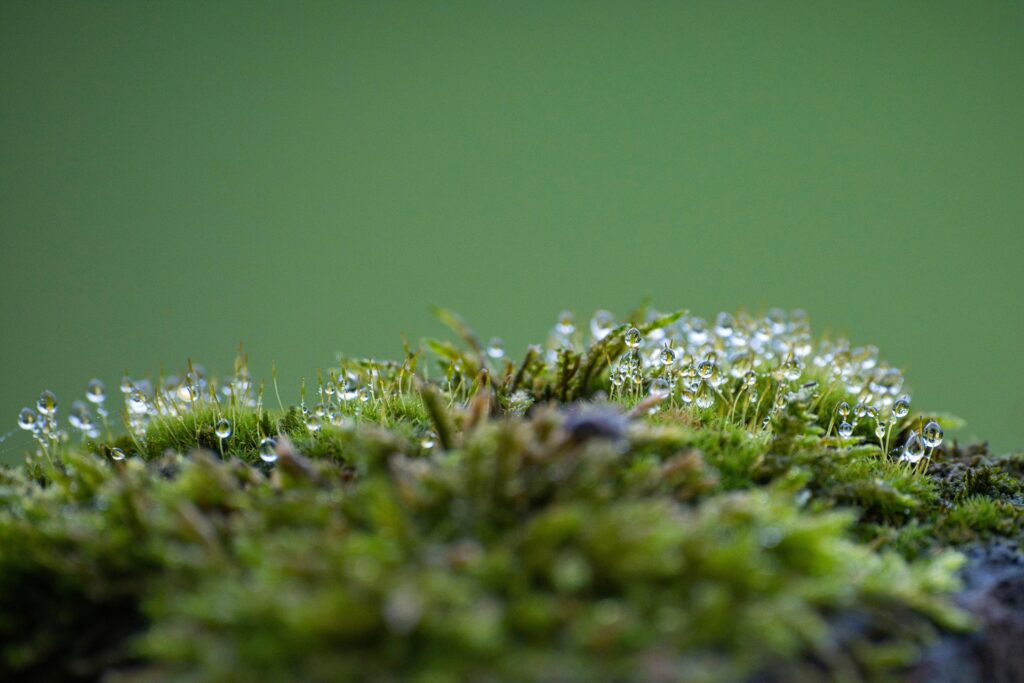 Forest moss